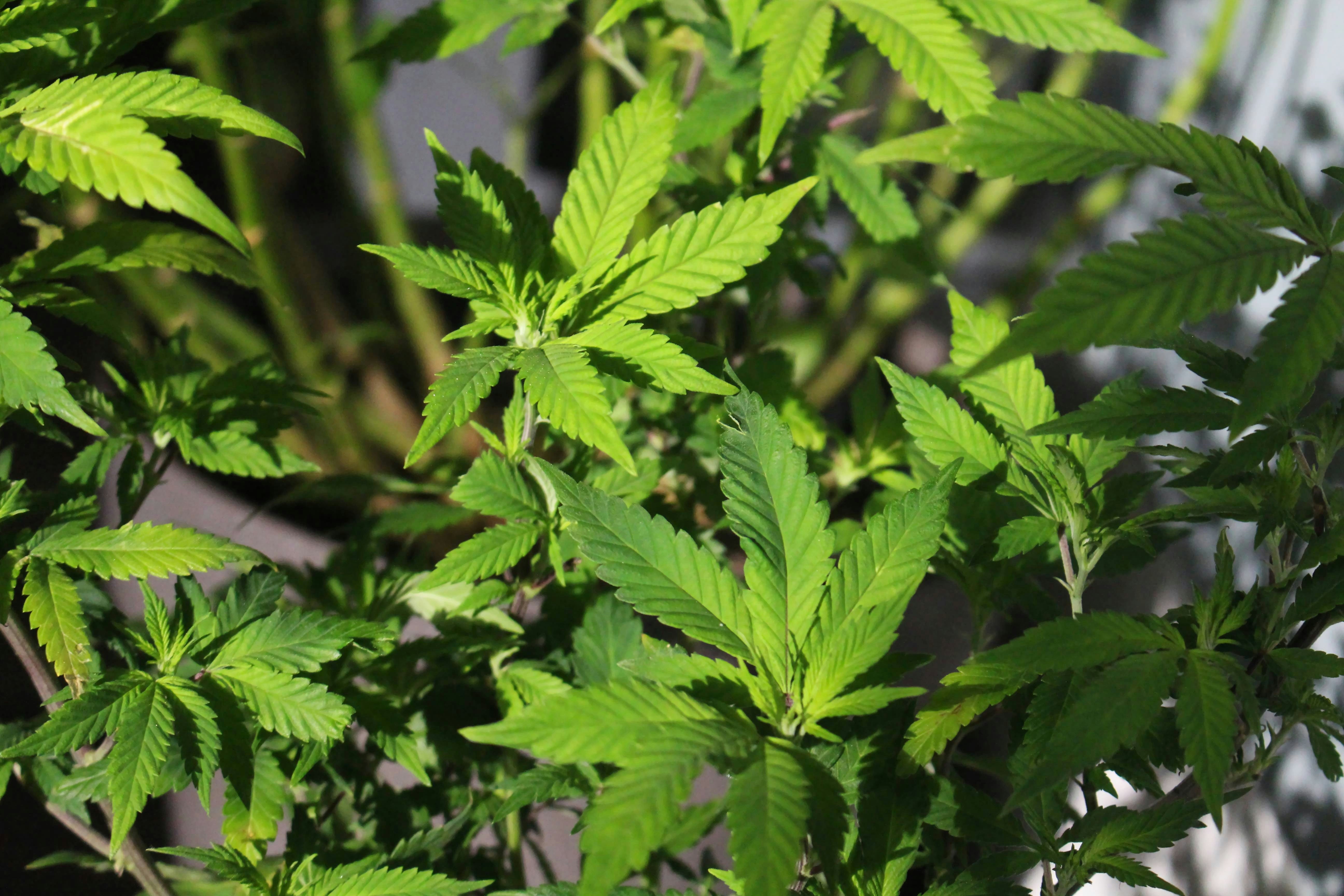 A close up of a cannabis plant with green leaves